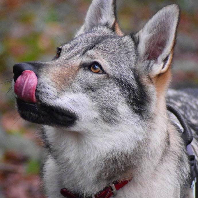 点击大图看下一张：捷克狼犬Vulric，长得最像狼的狗子