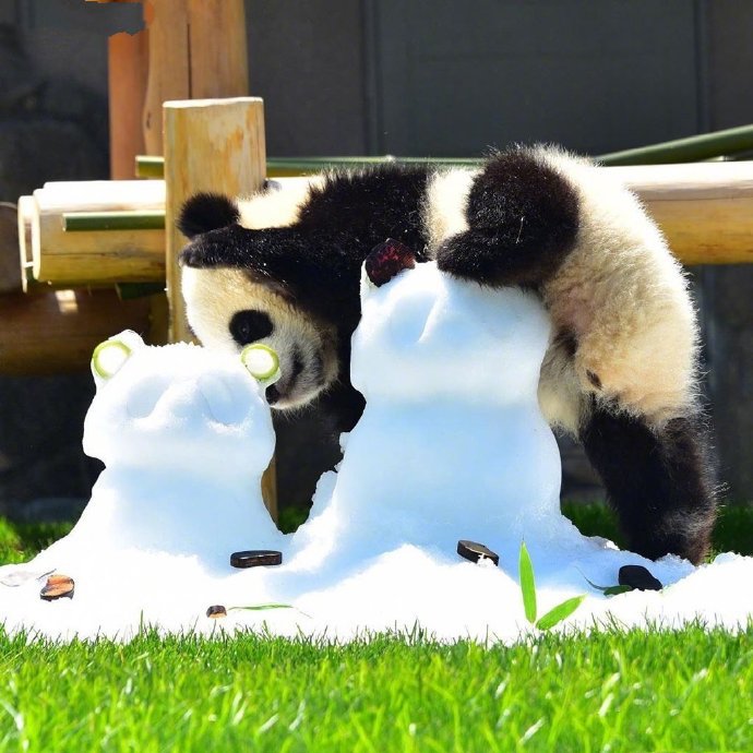 点击大图看下一张：一组超级可爱的小熊猫图片欣赏