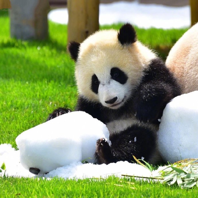 点击大图看下一张：一组超级可爱的小熊猫图片欣赏
