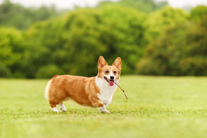 点击大图看下一张：一组超级可爱的小狗狗在草地上的图片