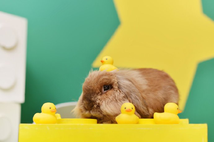 点击大图看下一张：一组超级可爱萌翻了的小兔兔图片欣赏