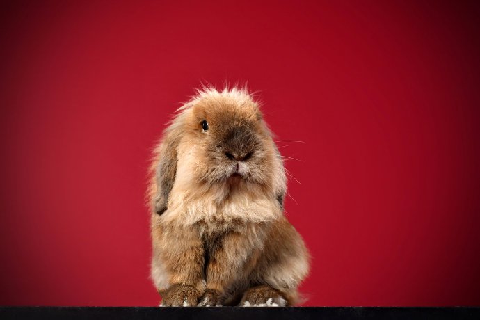 点击大图看下一张：一组超级可爱萌翻了的小兔兔图片欣赏