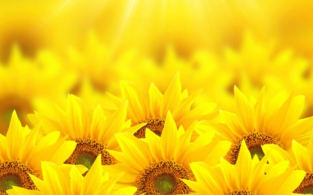 点击大图看下一张：唯美向日葵植物花卉图片桌面壁纸