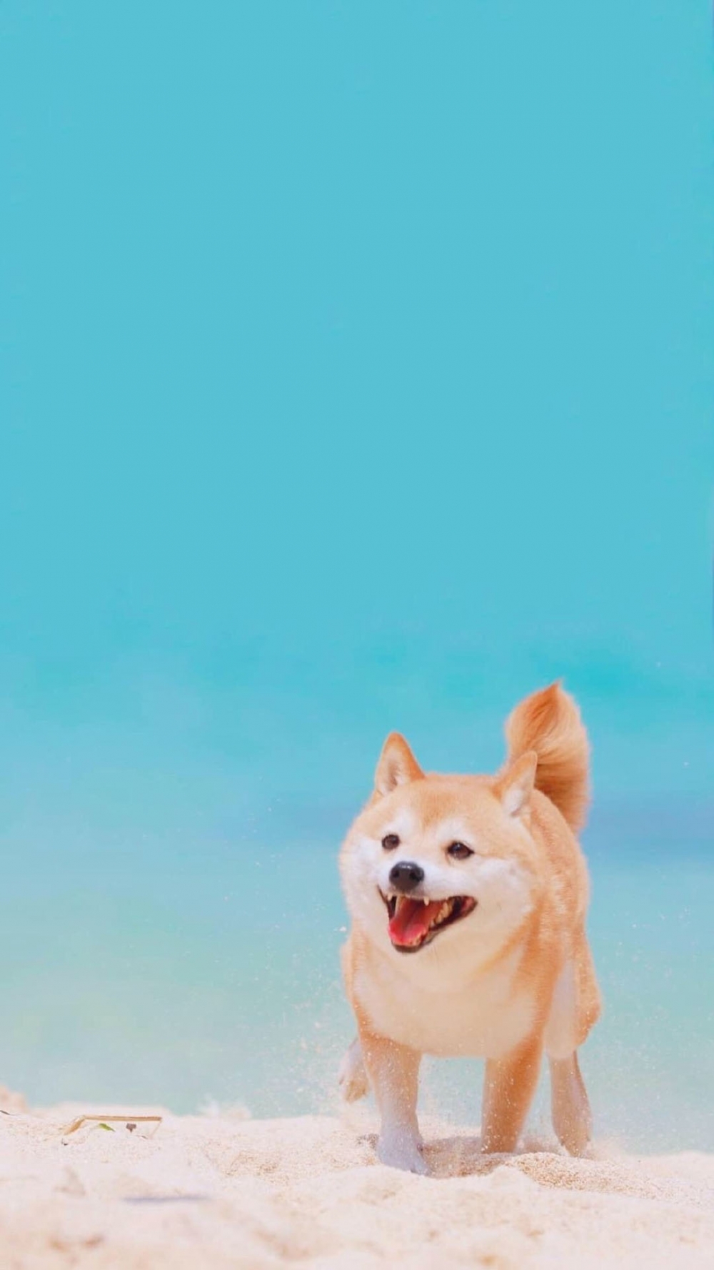 点击大图看下一张：可爱呆萌的柴犬图片手机壁纸