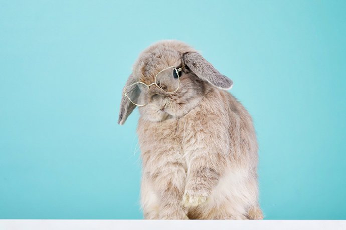 点击大图看下一张：一个超级可爱的兔兔小可爱图片欣赏