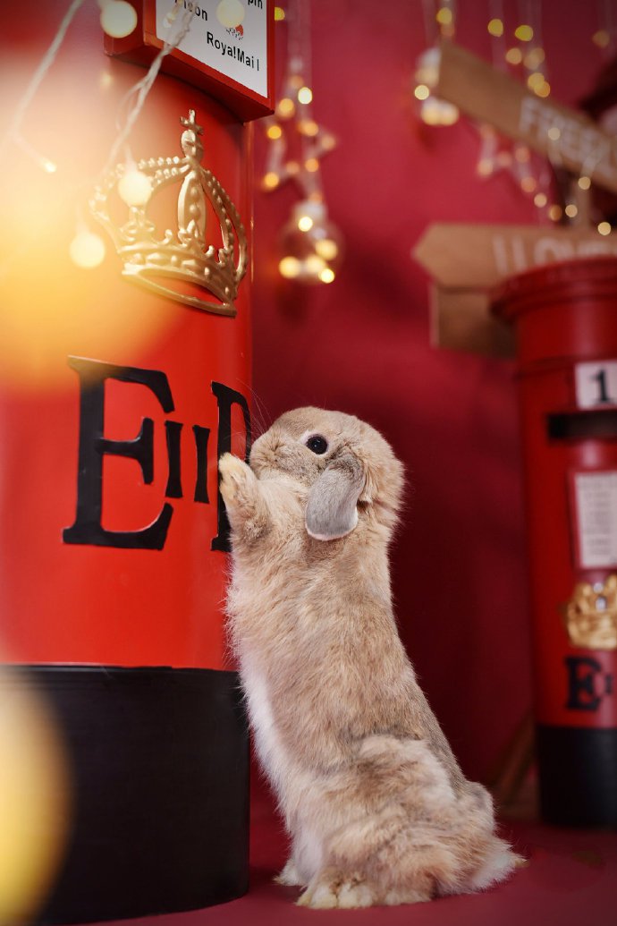 点击大图看下一张：一个超级可爱的兔兔小可爱图片欣赏