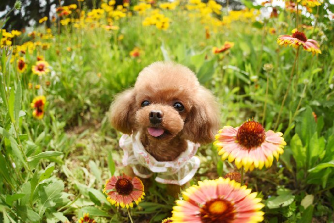 点击大图看下一张：不同小狗狗在花丛中的表现都很可爱