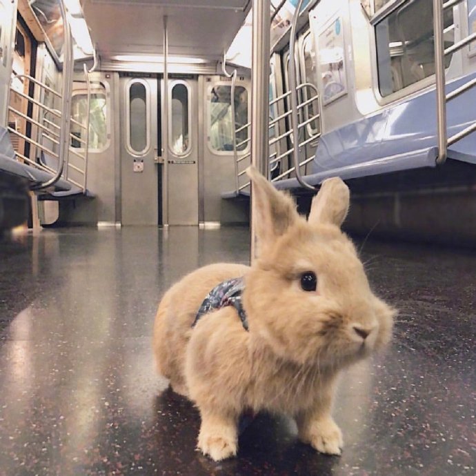点击大图看下一张：养一只可爱的兔兔，带它一起去旅行