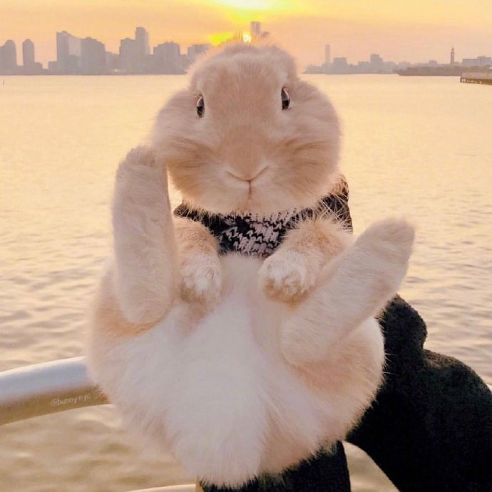 点击大图看下一张：养一只可爱的兔兔，带它一起去旅行