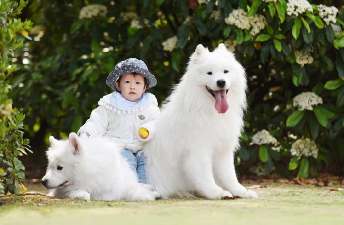 点击大图看下一张：一组白色小狗狗在草坪中的图片欣赏