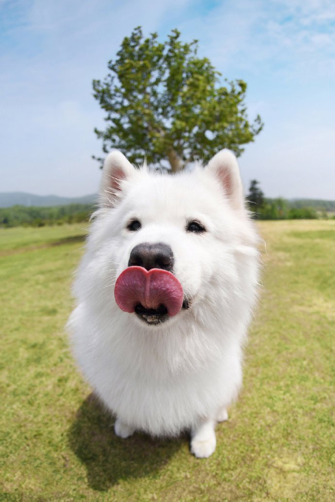 点击大图看下一张：一组白色小狗狗在草坪中的图片欣赏