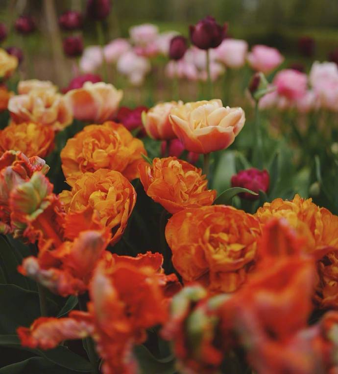 点击大图看下一张：一组盛情绽放美丽的郁金香图片欣赏