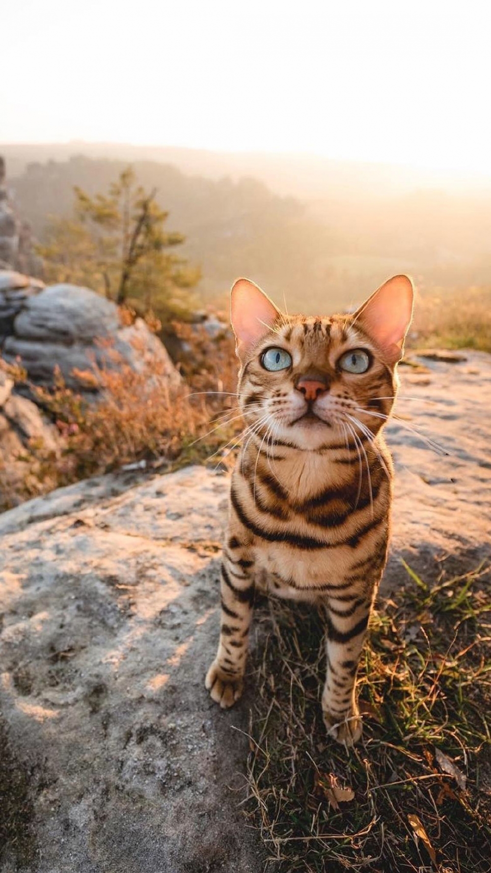 点击大图看下一张：一组冷艳的豹纹小猫咪图片欣赏