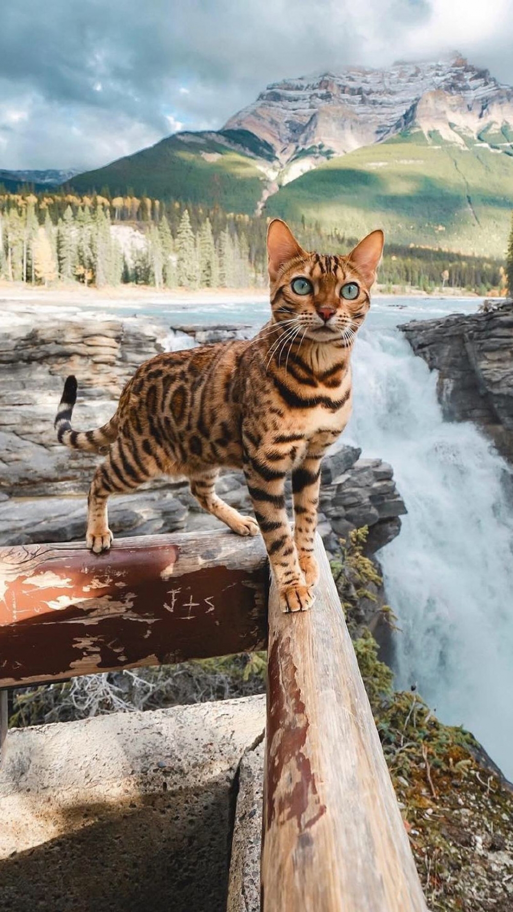 点击大图看下一张：一组冷艳的豹纹小猫咪图片欣赏