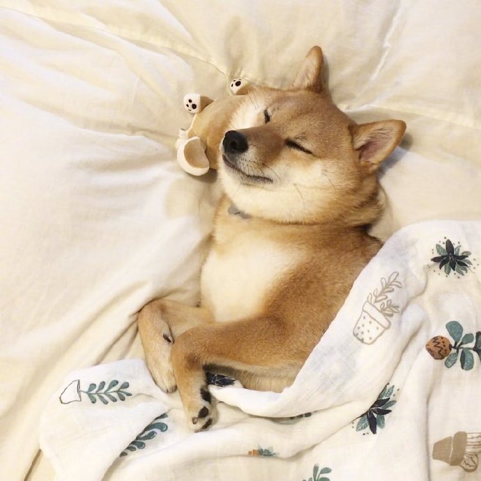 点击大图看下一张：一偶组超级可爱的睡觉的小狗狗图片欣赏