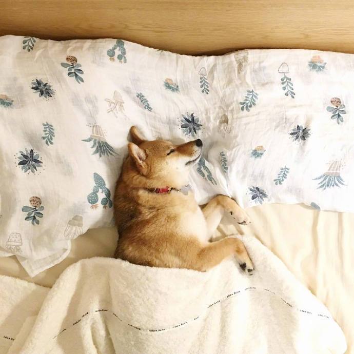 点击大图看下一张：一偶组超级可爱的睡觉的小狗狗图片欣赏