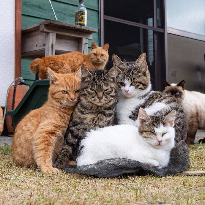 点击大图看下一张：一组超级可爱的小猫咪集体照片欣赏