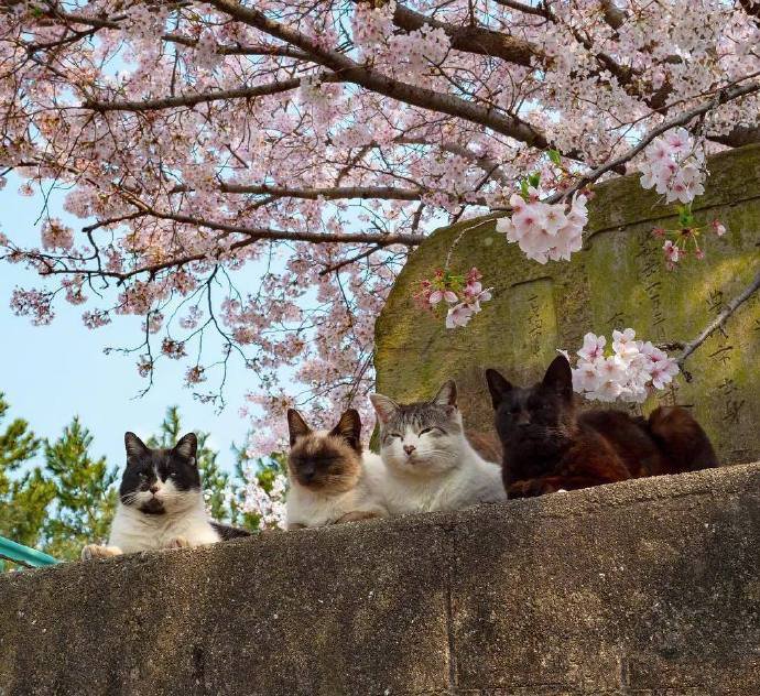点击大图看下一张：一组超级可爱的小猫咪集体照片欣赏