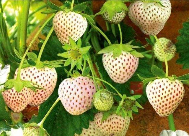 点击大图看下一张：一组看上起特别不一样的白色草莓图片