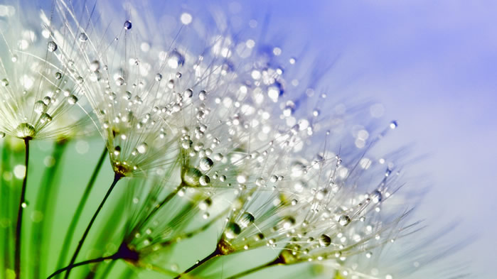 点击大图看下一张：一组植物上晶莹剔透的水珠图片