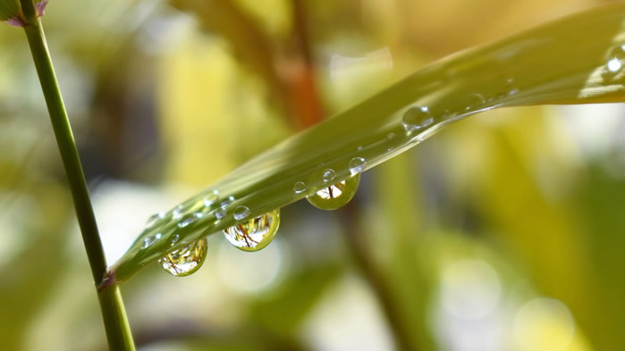 点击大图看下一张：一组植物上晶莹剔透的水珠图片