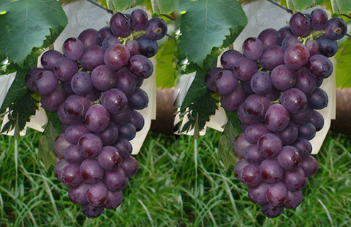 点击大图看下一张：不管怎样吃都特别好吃的葡萄
