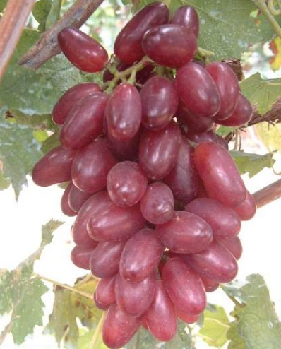 点击大图看下一张：紫红紫红的葡萄看到就感觉甜滋滋的