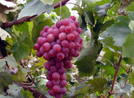 紫红紫红的葡萄看到就感觉甜滋滋的