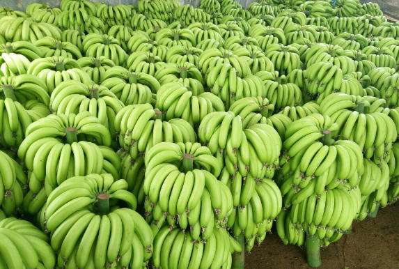 点击大图看下一张：一组特别新鲜的绿色香蕉图片欣赏