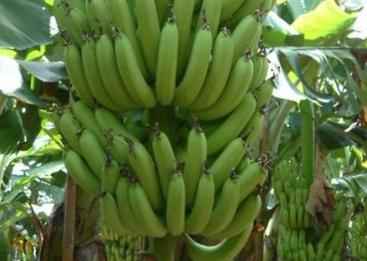 点击大图看下一张：一组特别新鲜的绿色香蕉图片欣赏