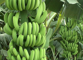 一组特别新鲜的绿色香蕉图片欣赏