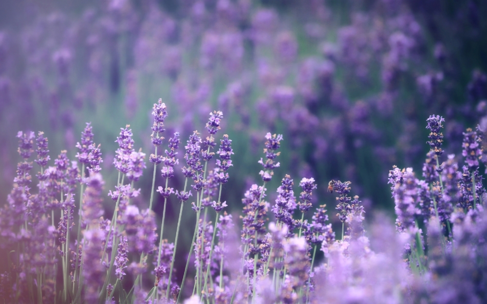 点击大图看下一张：一组紫色浪漫薰衣草高清图片欣赏