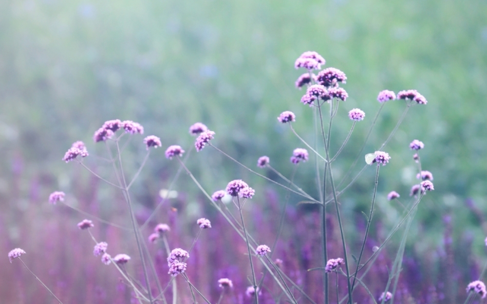 点击大图看下一张：一组紫色浪漫薰衣草高清图片欣赏