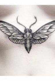 一组种类繁多而又形态各异的昆虫纹身图案
