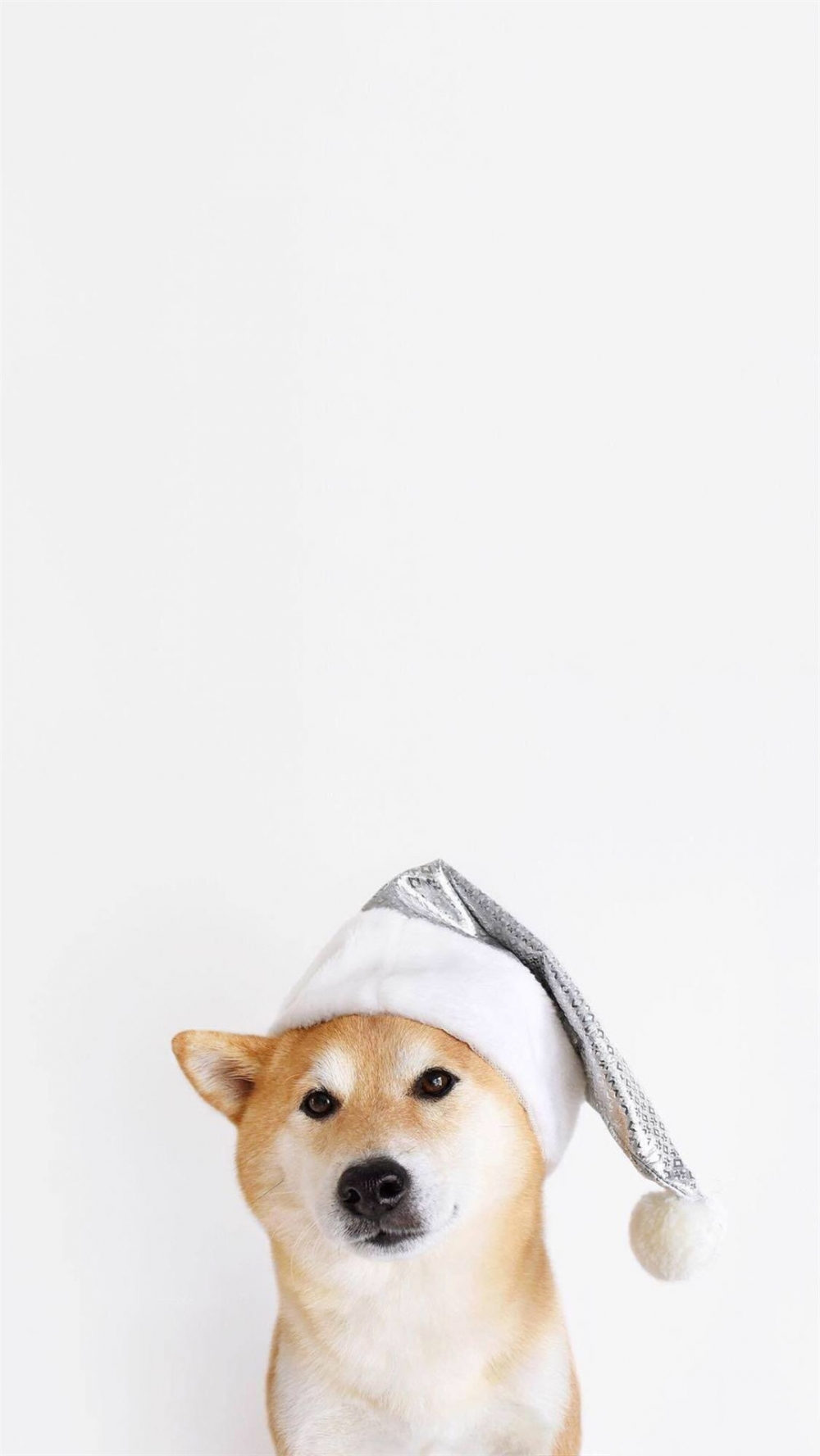 点击大图看下一张：呆萌可爱的柴犬高清手机壁纸