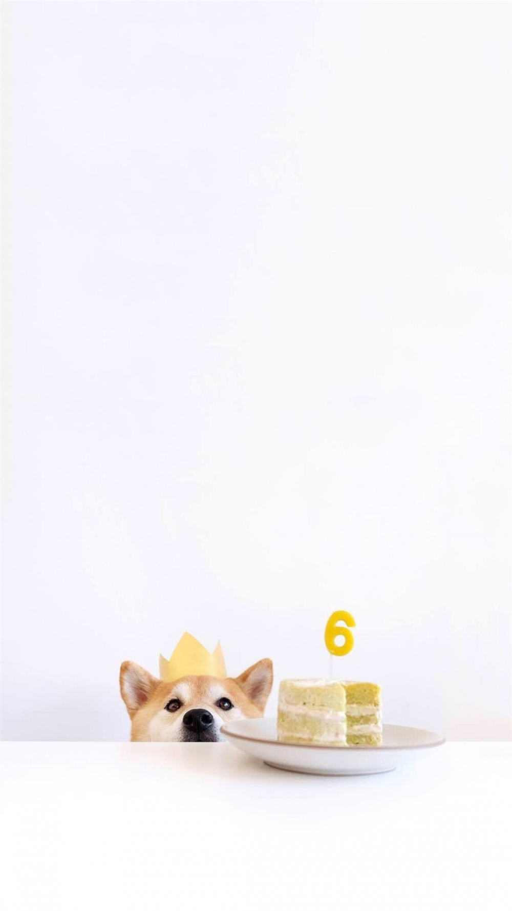 点击大图看下一张：呆萌可爱的柴犬高清手机壁纸