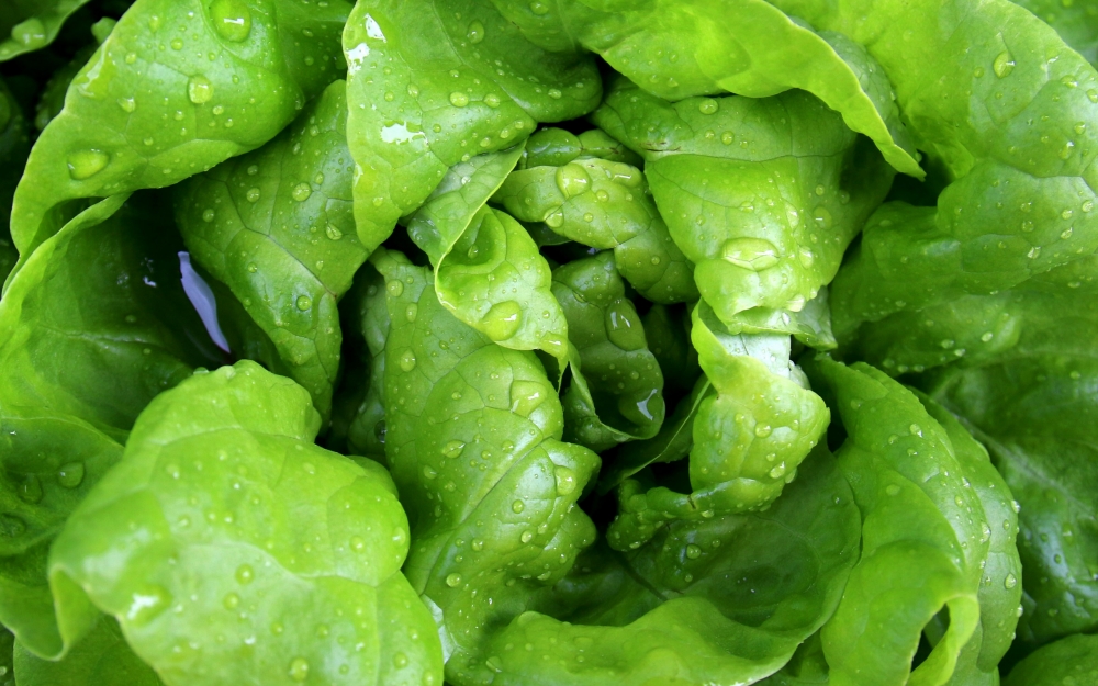 点击大图看下一张：一组绿色新鲜蔬菜高清图片欣赏