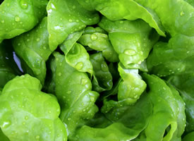 一组绿色新鲜蔬菜高清图片欣赏