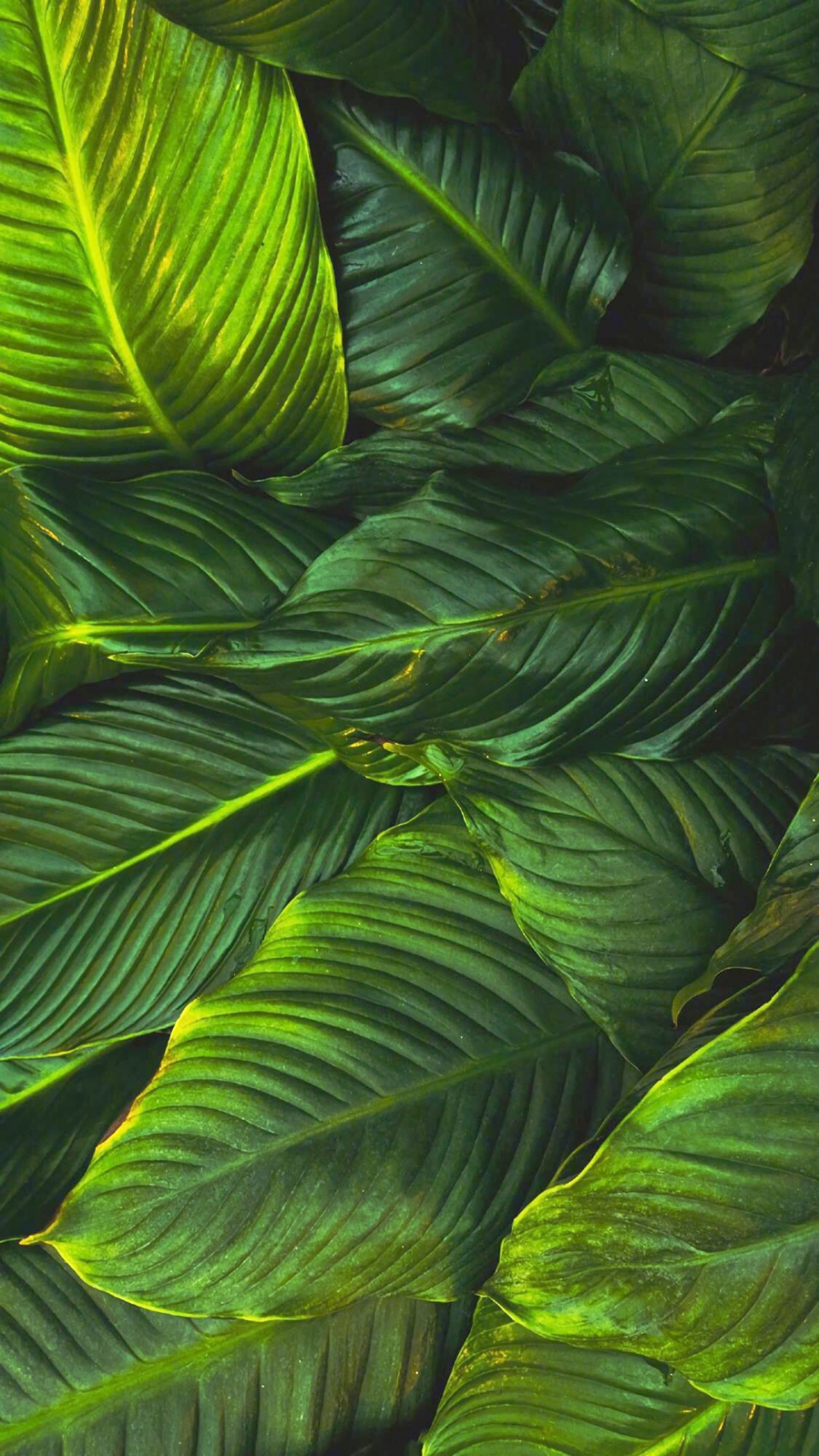 点击大图看下一张：绿色植物清新手机壁纸欣赏