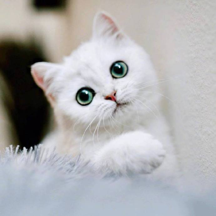 点击大图看下一张：自带眼线的小白猫peral，这么可爱的小眼神谁顶得住