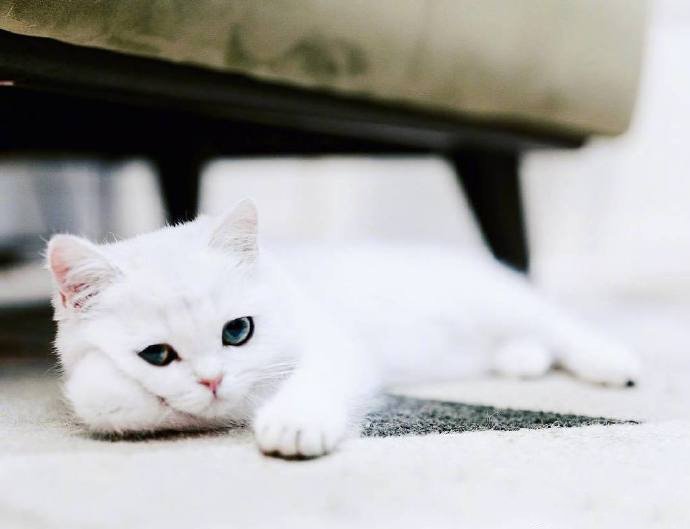 点击大图看下一张：自带眼线的小白猫peral，这么可爱的小眼神谁顶得住