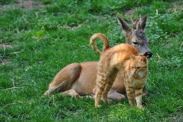 点击大图看下一张：猫咪遇上小鹿，像童话故事一样美好