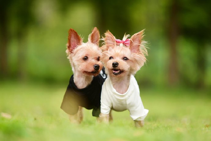 点击大图看下一张：一组超级可爱的情侣小狗狗图片