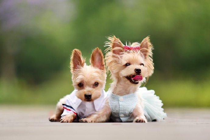 点击大图看下一张：一组超级可爱的情侣小狗狗图片