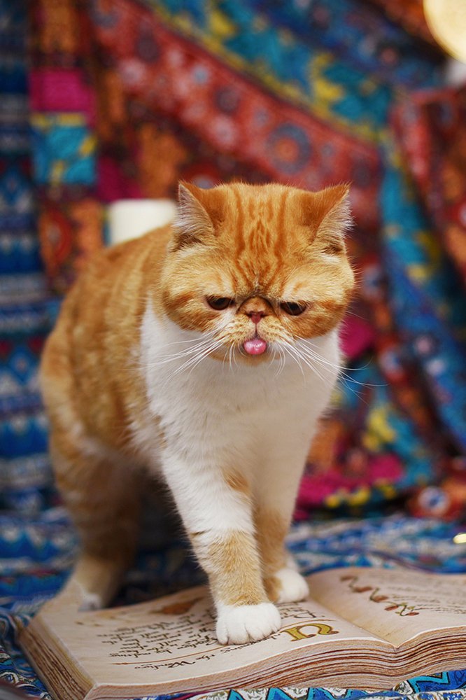 点击大图看下一张：一个高兴就在波西米亚织染的麻布中的猫咪