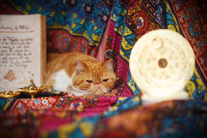 点击大图看下一张：一个高兴就在波西米亚织染的麻布中的猫咪