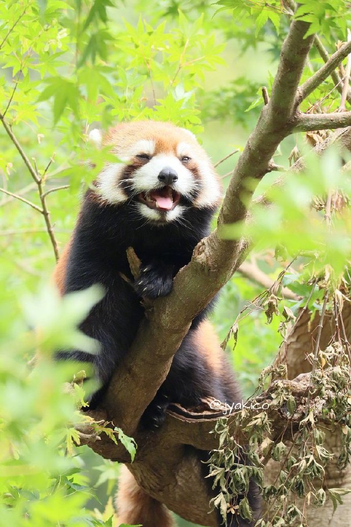 点击大图看下一张：小熊猫在树上玩耍的模样图片欣赏