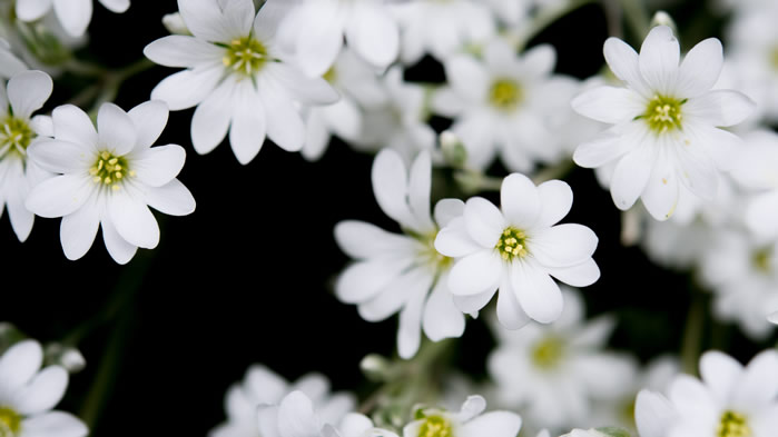 点击大图看下一张：一组野外美丽的白色小花图片欣赏