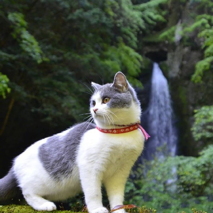 点击大图看下一张：住在霓虹国的小猫咪ai酱图片欣赏