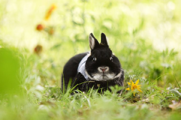 点击大图看下一张：这个兔兔给自己的鼻子打了一圈高光